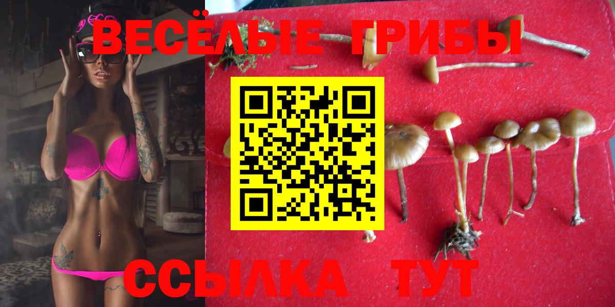 Новоалександровск  как найти   Вход с VPN  Галлюциногенные грибы мицелий 
